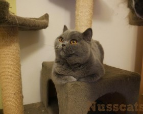 nusscats britisch kurzhaar duke 017